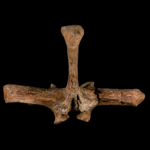 6" Pachycephalosaurus Dinosaur Fossil Vertebrae Process Lance Creek FM WY COA - Fossil Age Minerals