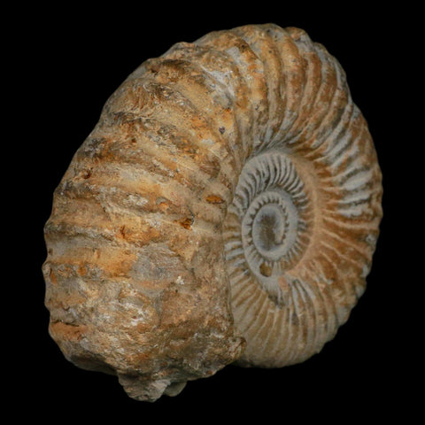 4.4" Acanthoceras Ammonite Fossil Agadir Morocco 360 Million Year Old COA - Fossil Age Minerals