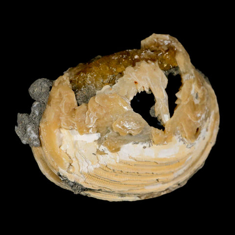 4.5" Mercenaria Permagna Clam Fossil Golden Calcite Crystal Rucks Pit Florida - Fossil Age Minerals