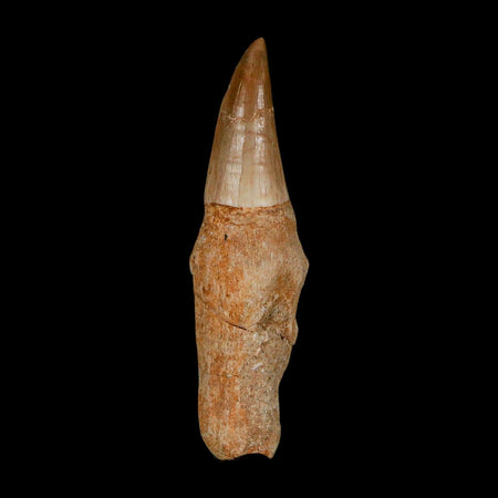 2.6" Mosasaur Eremiasaurus Fossil Tooth Rooted Cretaceous Dinosaur Era COA