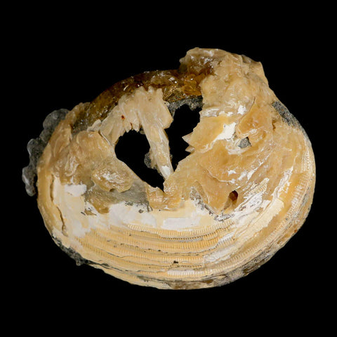 4.5" Mercenaria Permagna Clam Fossil Golden Calcite Crystal Rucks Pit Florida - Fossil Age Minerals
