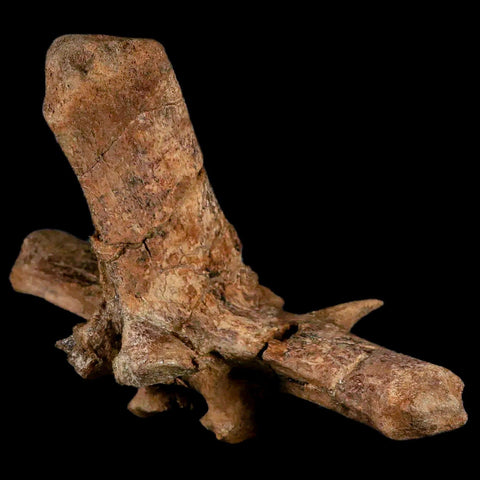 6" Pachycephalosaurus Dinosaur Fossil Vertebrae Process Lance Creek FM WY COA - Fossil Age Minerals