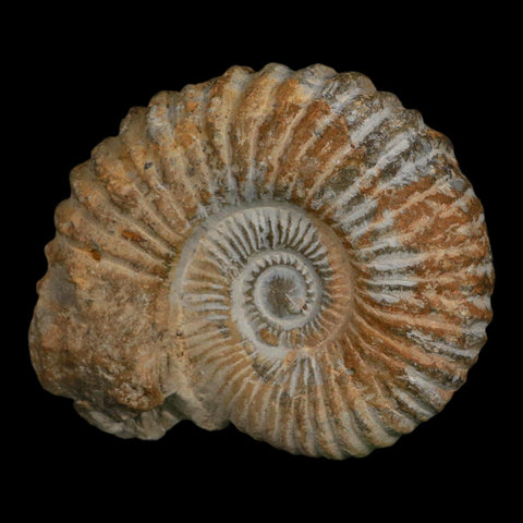 4.4" Acanthoceras Ammonite Fossil Agadir Morocco 360 Million Year Old COA - Fossil Age Minerals