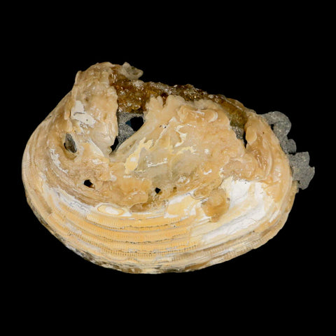 4.5" Mercenaria Permagna Clam Fossil Golden Calcite Crystal Rucks Pit Florida - Fossil Age Minerals