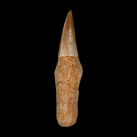 2.6" Mosasaur Eremiasaurus Fossil Tooth Rooted Cretaceous Dinosaur Era COA