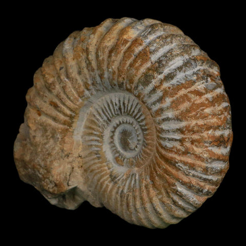 4.4" Acanthoceras Ammonite Fossil Agadir Morocco 360 Million Year Old COA - Fossil Age Minerals