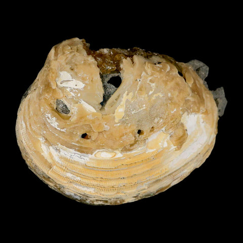 4.5" Mercenaria Permagna Clam Fossil Golden Calcite Crystal Rucks Pit Florida - Fossil Age Minerals