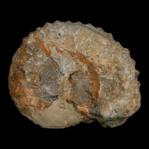 4.4" Acanthoceras Ammonite Fossil Agadir Morocco 360 Million Year Old COA - Fossil Age Minerals