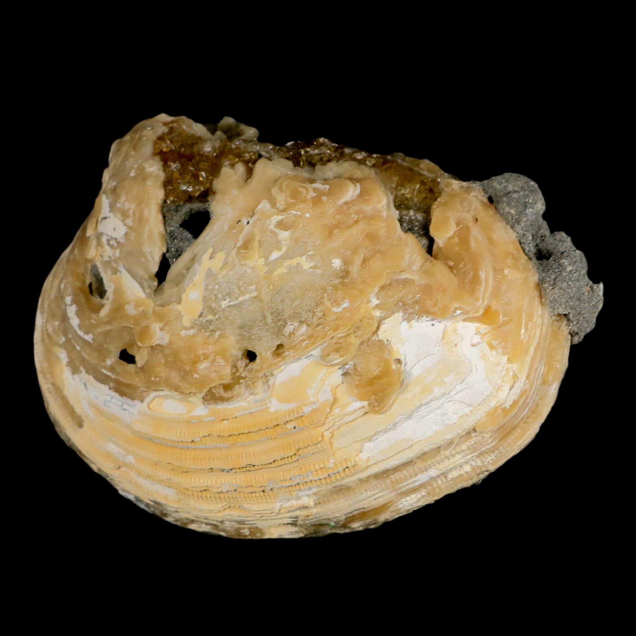 4.5" Mercenaria Permagna Clam Fossil Golden Calcite Crystal Rucks Pit Florida - Fossil Age Minerals