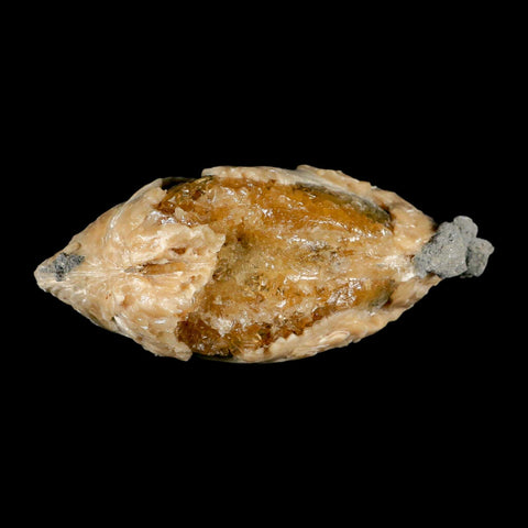4.5" Mercenaria Permagna Clam Fossil Golden Calcite Crystal Rucks Pit Florida - Fossil Age Minerals