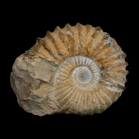 4.8" Acanthoceras Ammonite Fossil Agadir Morocco 360 Million Year Old COA