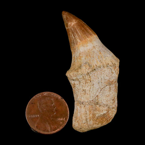 2.1" Mosasaur Platecarpus Fossil Tooth Rooted Cretaceous Dinosaur Era COA - Fossil Age Minerals