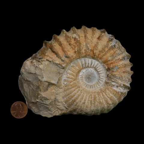 4.8" Acanthoceras Ammonite Fossil Agadir Morocco 360 Million Year Old COA - Fossil Age Minerals