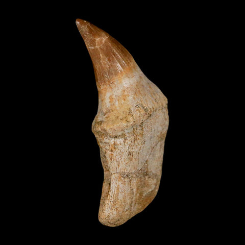 2.1" Mosasaur Platecarpus Fossil Tooth Rooted Cretaceous Dinosaur Era COA - Fossil Age Minerals