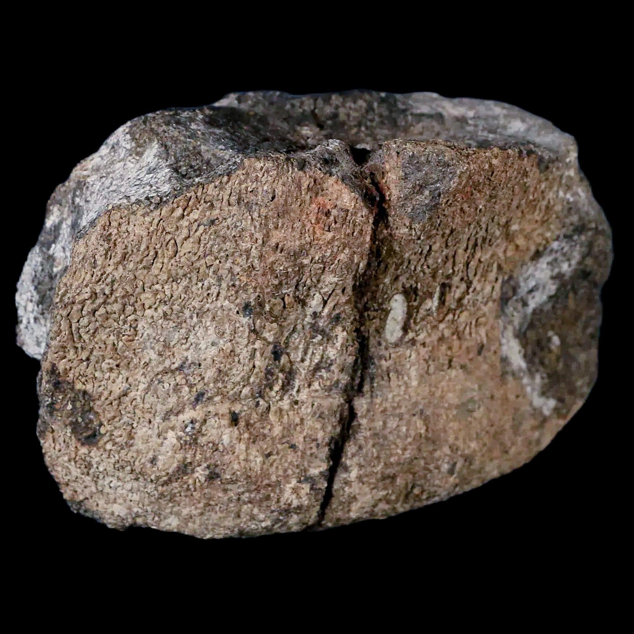 4.2" Hypacrosaurus Dinosaur Fossil Vertebrae Two Medicine FM Cretaceous MT COA - Fossil Age Minerals