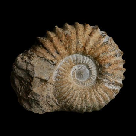 4.8" Acanthoceras Ammonite Fossil Agadir Morocco 360 Million Year Old COA