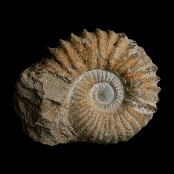 4.8