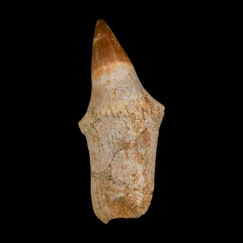 2.1" Mosasaur Platecarpus Fossil Tooth Rooted Cretaceous Dinosaur Era COA - Fossil Age Minerals