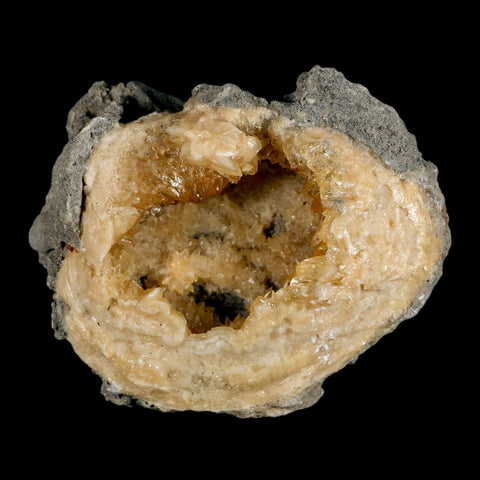 4" Mercenaria Permagna Clam Fossil Golden Calcite Crystal Rucks Pit Florida - Fossil Age Minerals
