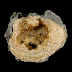 Cephalopod Fossil Collection