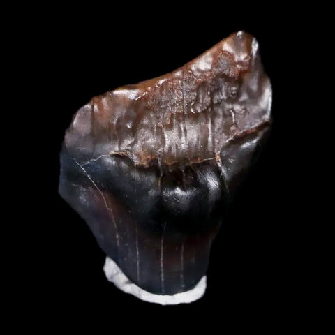 0.4" Ankylosaurus Fossil Tooth Judith River FM Cretaceous Dinosaur MT COA & Display - Fossil Age Minerals