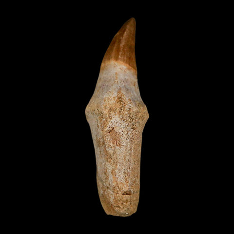 2.1" Mosasaur Platecarpus Fossil Tooth Rooted Cretaceous Dinosaur Era COA - Fossil Age Minerals