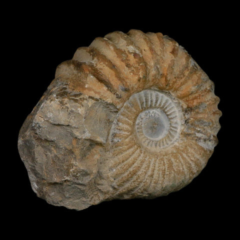 4.8" Acanthoceras Ammonite Fossil Agadir Morocco 360 Million Year Old COA - Fossil Age Minerals