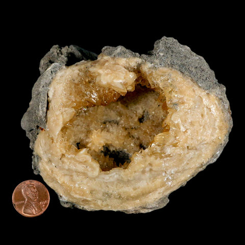 4" Mercenaria Permagna Clam Fossil Golden Calcite Crystal Rucks Pit Florida - Fossil Age Minerals
