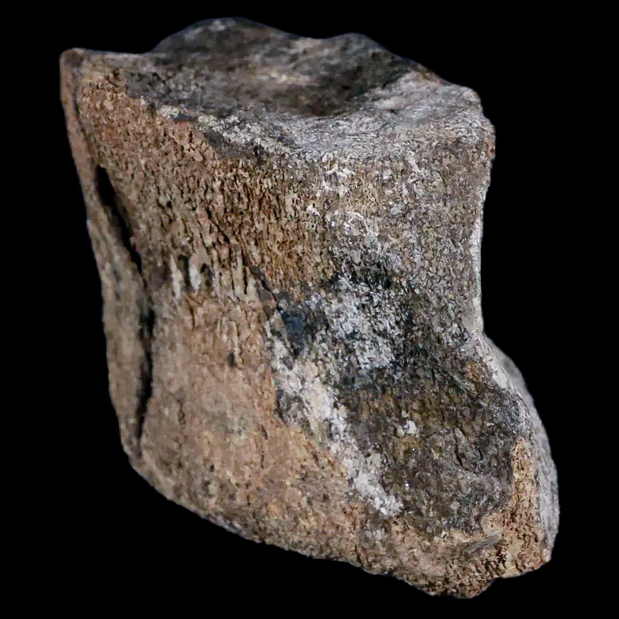 4.2" Hypacrosaurus Dinosaur Fossil Vertebrae Two Medicine FM Cretaceous MT COA - Fossil Age Minerals