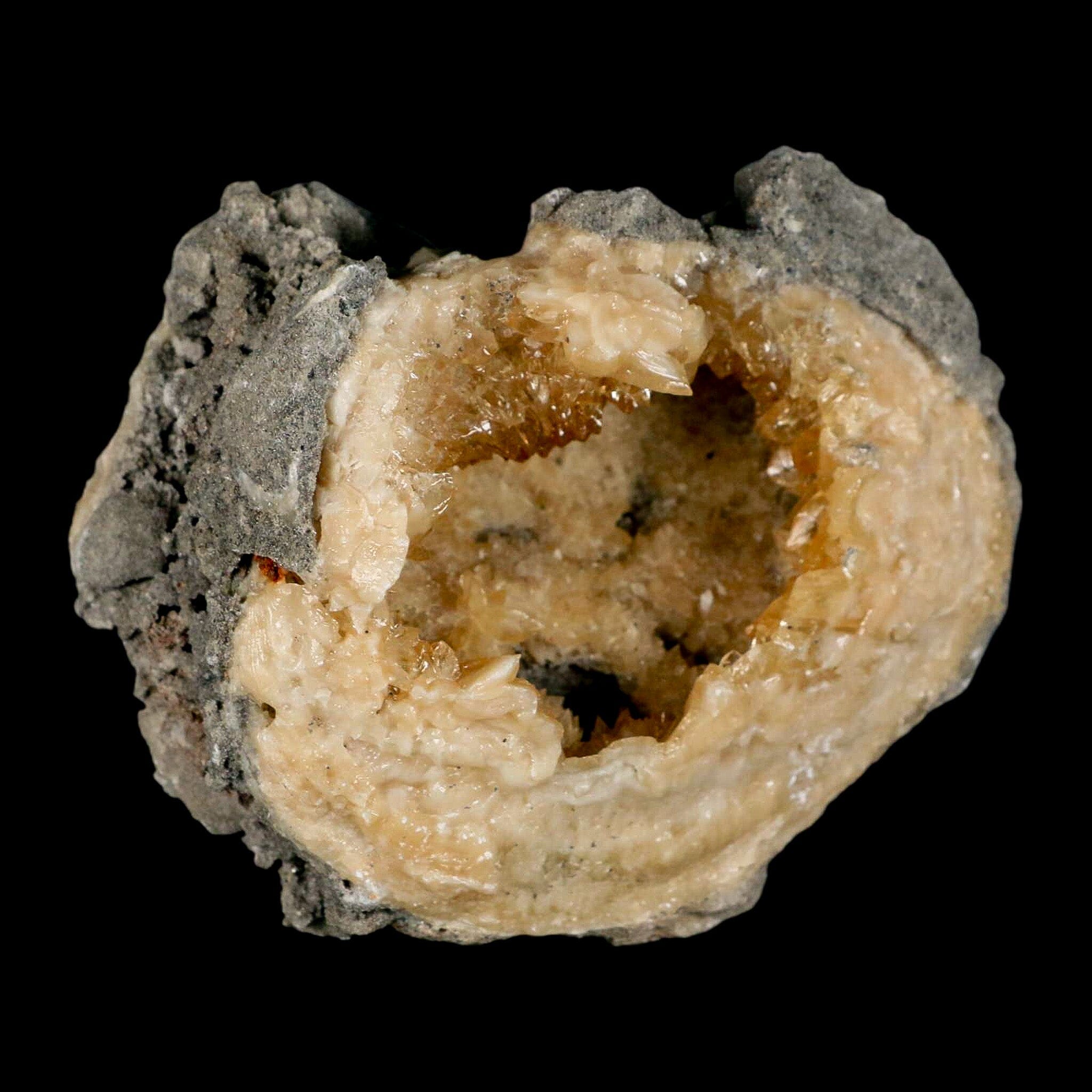 4" Mercenaria Permagna Clam Fossil Golden Calcite Crystal Rucks Pit Florida - Fossil Age Minerals