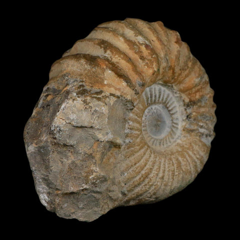 4.8" Acanthoceras Ammonite Fossil Agadir Morocco 360 Million Year Old COA - Fossil Age Minerals