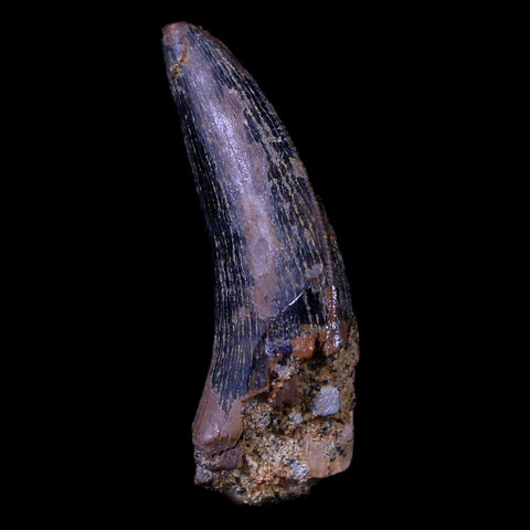 1.1" Nanotyrannus Tyrannosaurus Fossil Tooth Dinosaur Lance Creek FM WY COA - Fossil Age Minerals