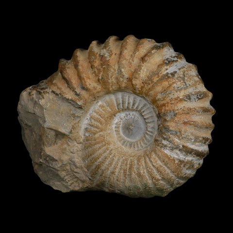 4.8" Acanthoceras Ammonite Fossil Agadir Morocco 360 Million Year Old COA - Fossil Age Minerals