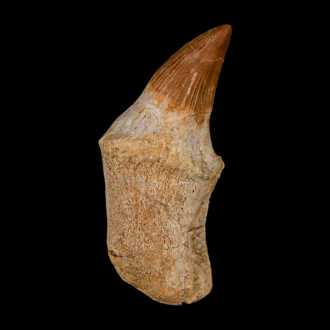 2.1" Mosasaur Platecarpus Fossil Tooth Rooted Cretaceous Dinosaur Era COA - Fossil Age Minerals