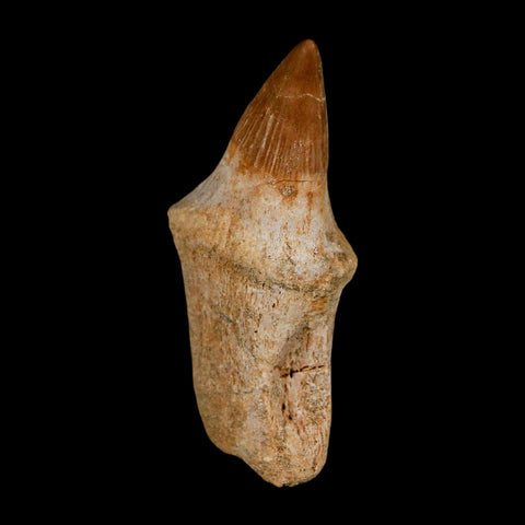 2.1" Mosasaur Platecarpus Fossil Tooth Rooted Cretaceous Dinosaur Era COA - Fossil Age Minerals