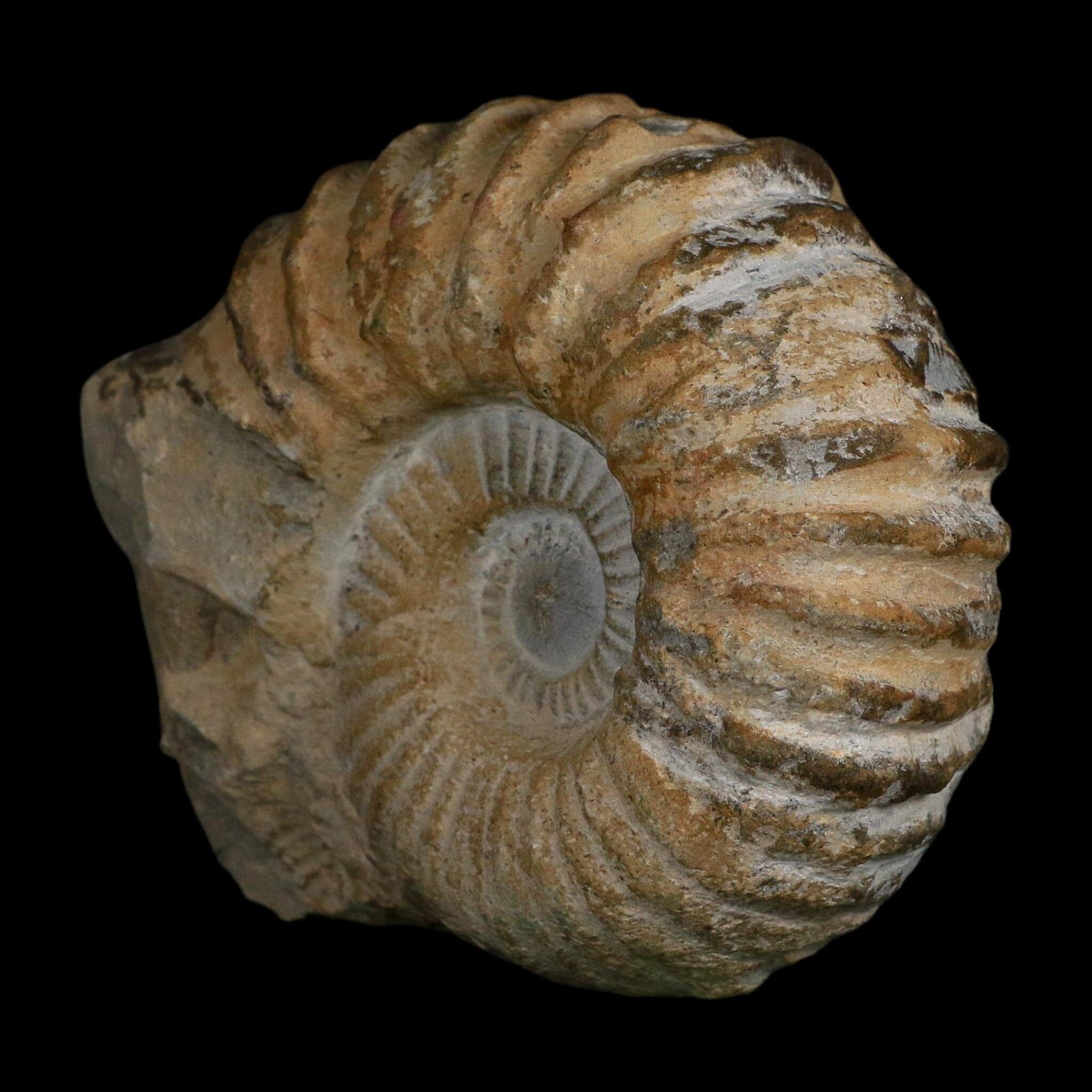 4.8" Acanthoceras Ammonite Fossil Agadir Morocco 360 Million Year Old COA - Fossil Age Minerals