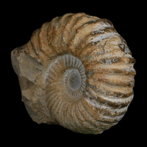 4.8" Acanthoceras Ammonite Fossil Agadir Morocco 360 Million Year Old COA - Fossil Age Minerals