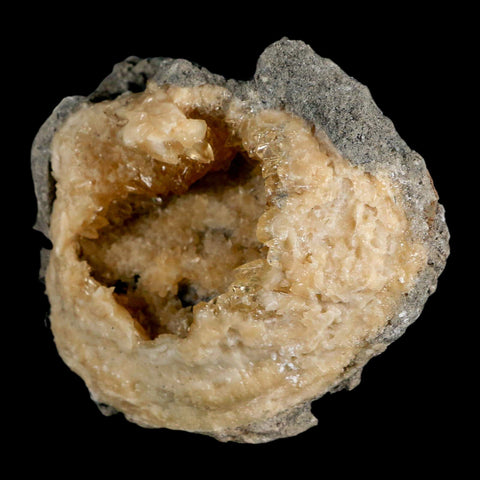 4" Mercenaria Permagna Clam Fossil Golden Calcite Crystal Rucks Pit Florida - Fossil Age Minerals
