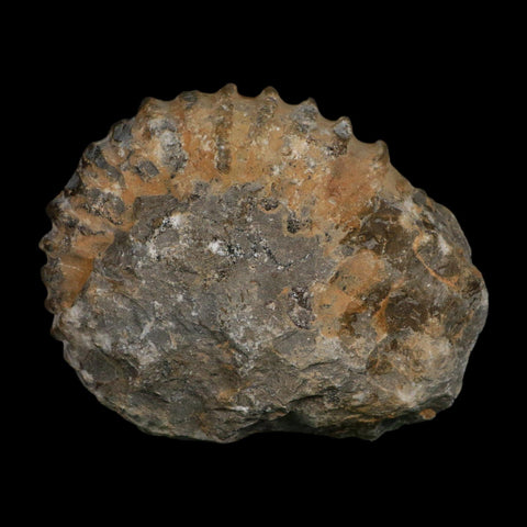 4.8" Acanthoceras Ammonite Fossil Agadir Morocco 360 Million Year Old COA - Fossil Age Minerals