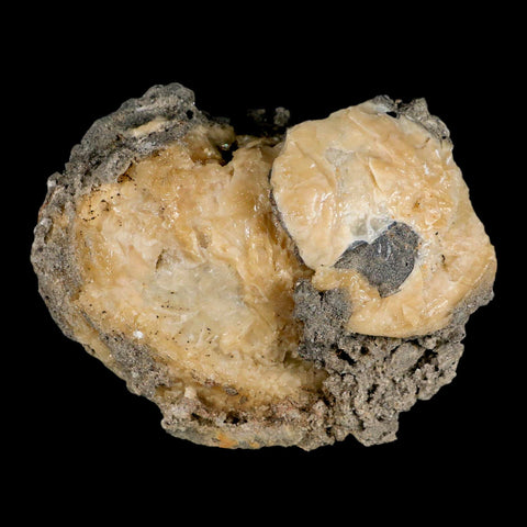 4" Mercenaria Permagna Clam Fossil Golden Calcite Crystal Rucks Pit Florida - Fossil Age Minerals