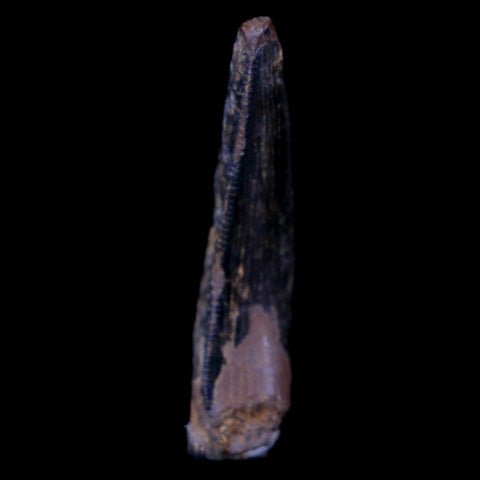 1.1" Nanotyrannus Tyrannosaurus Fossil Tooth Dinosaur Lance Creek FM WY COA - Fossil Age Minerals