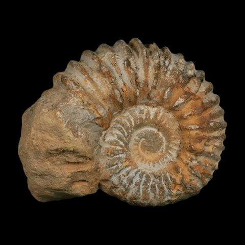 5.4" Acanthoceras Ammonite Fossil Agadir Morocco 360 Million Year Old COA - Fossil Age Minerals