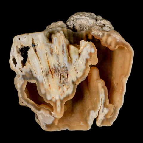 4.2" Agatized Coral Fossil Oligocene and Miocene Epochs Tampa Bay Florida - Fossil Age Minerals
