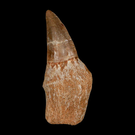 2.5" Mosasaur Eremiasaurus Fossil Tooth Rooted Cretaceous Dinosaur Era COA
