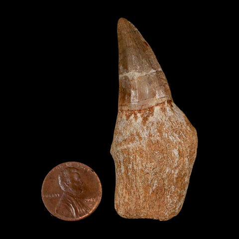 2.5" Mosasaur Eremiasaurus Fossil Tooth Rooted Cretaceous Dinosaur Era COA