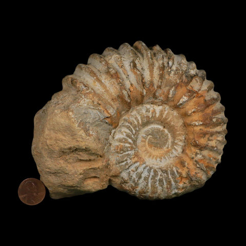 5.4" Acanthoceras Ammonite Fossil Agadir Morocco 360 Million Year Old COA - Fossil Age Minerals