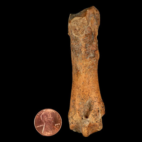 3.5" Extinct Cave Bear Ursus Spelaeus Hand Paw Bone Pleistocene Age Romania COA - Fossil Age Minerals