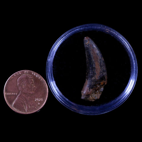 1.1" Nanotyrannus Tyrannosaurus Fossil Tooth Dinosaur Lance Creek FM WY COA - Fossil Age Minerals