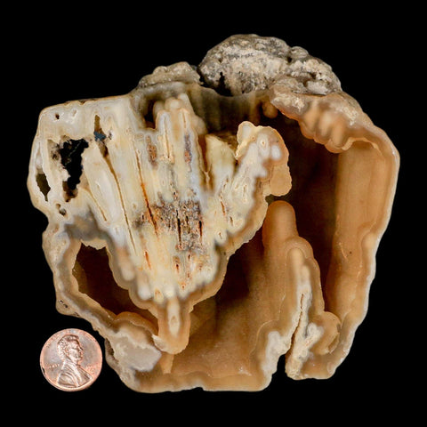 4.2" Agatized Coral Fossil Oligocene and Miocene Epochs Tampa Bay Florida - Fossil Age Minerals