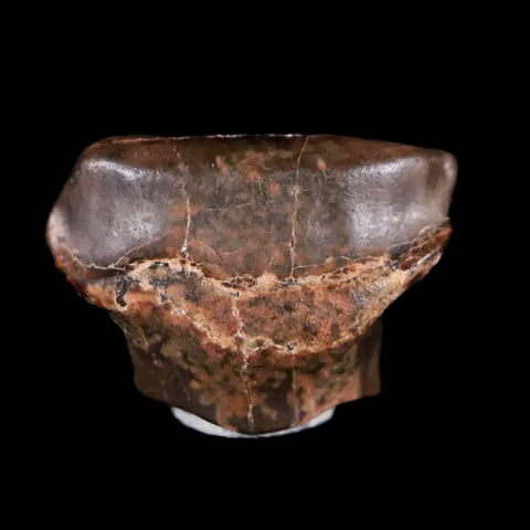 0.5" Ankylosaurus Fossil Tooth Judith River FM Cretaceous Dinosaur MT COA & Display - Fossil Age Minerals
